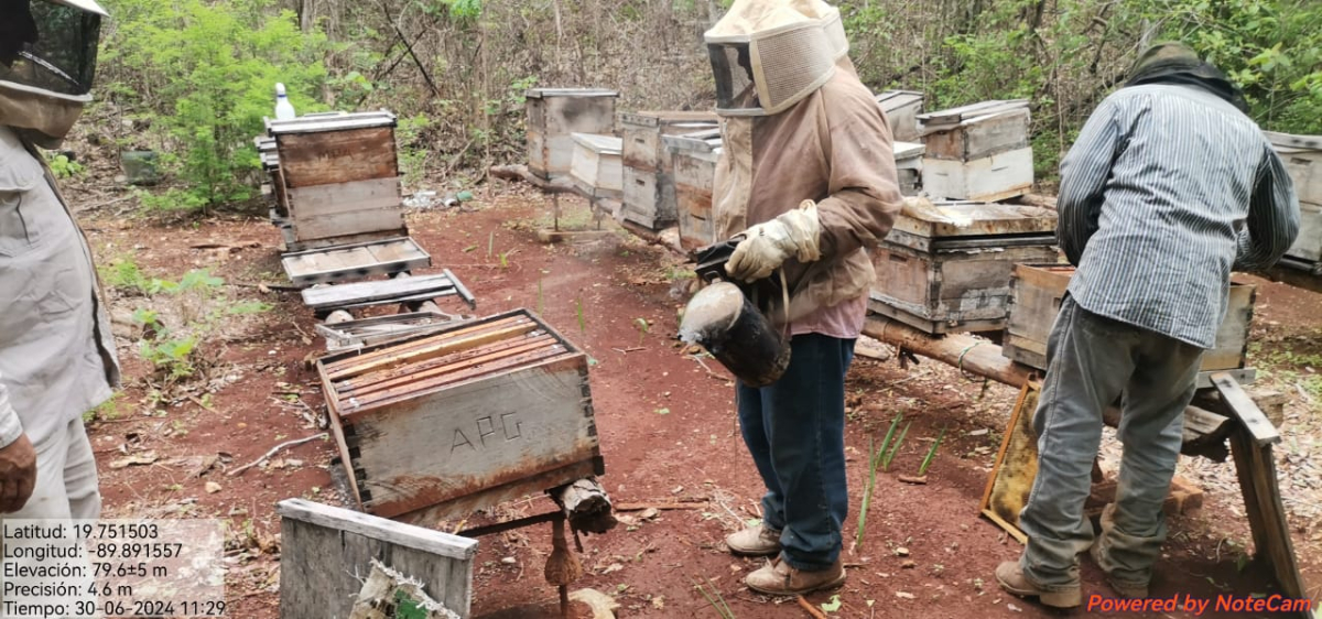 Muerte Abejas