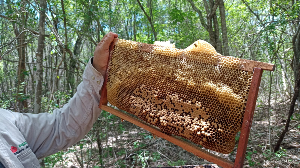 Muerte De Abejas (1)