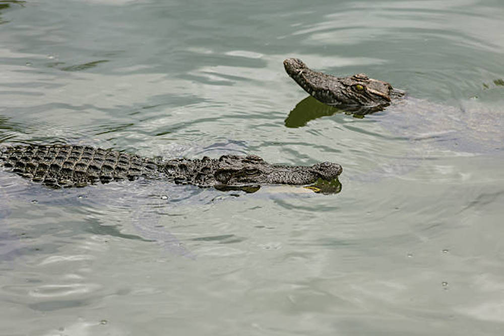 Water Bodies On The Crocodile Farm In Dalat. Vietnam