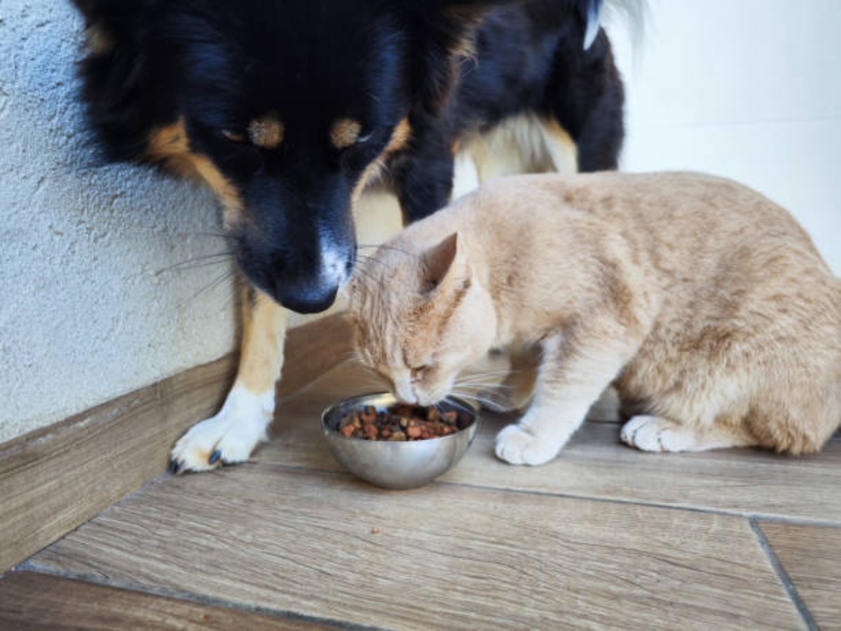 Alimento Mascotas