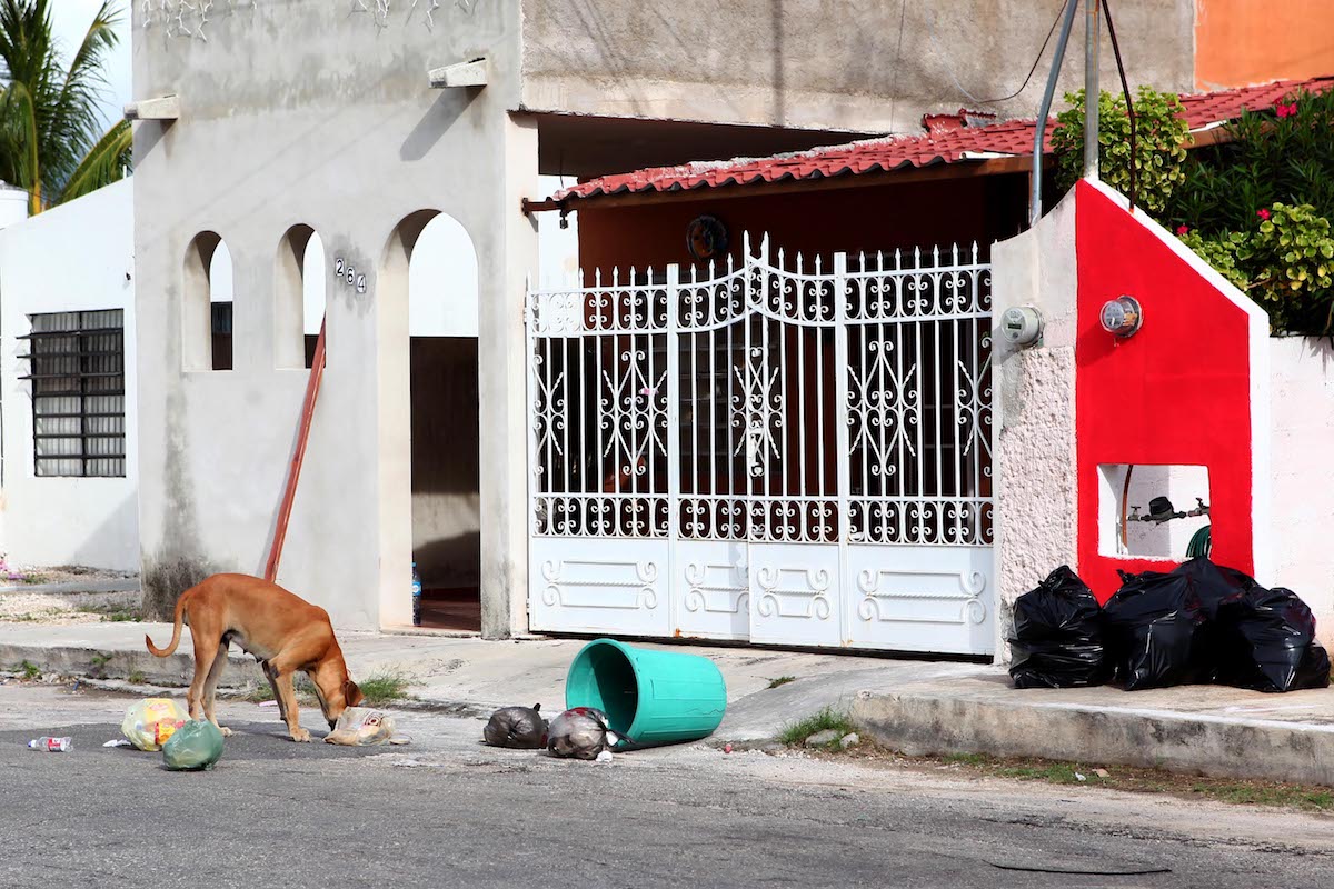 Basura Perro