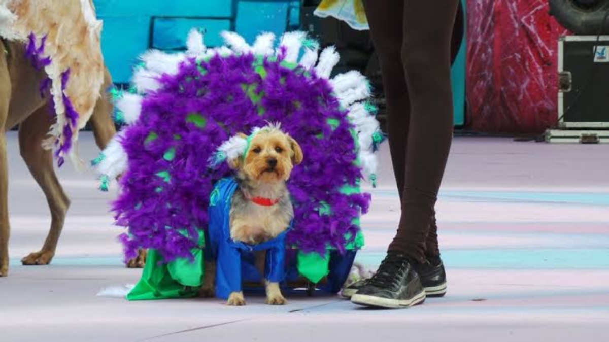 Carnaval Canino